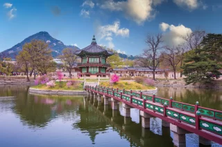 Gyeongbokgung palace with cherry blossom tree in spring time in seoul city of korea