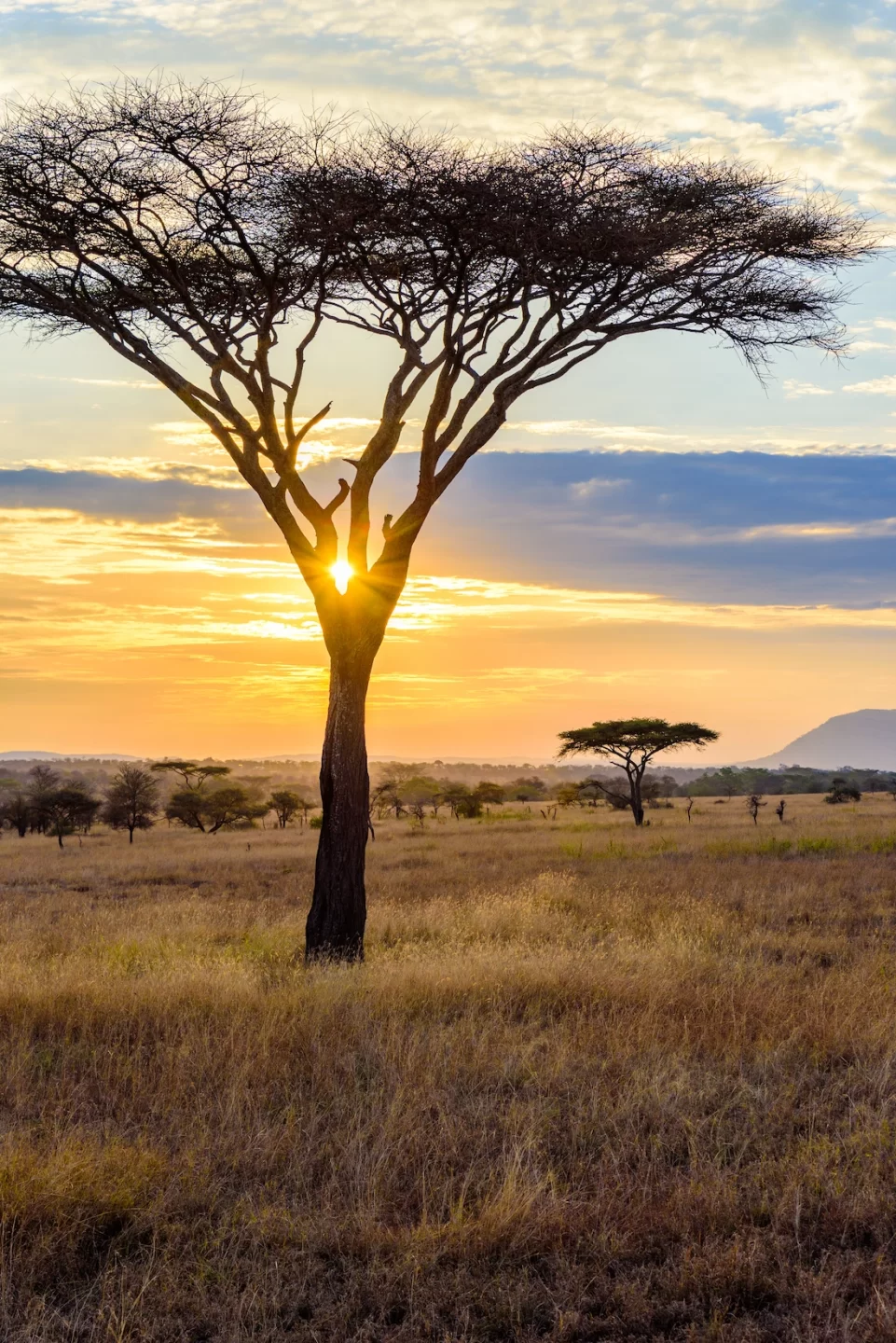 Sunset in savannah of Africa with acacia trees, Safari in Serengeti of Tanzania