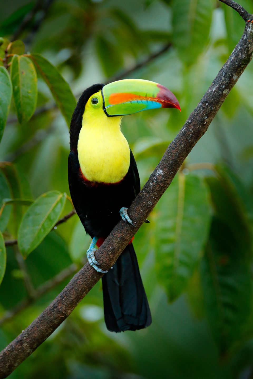 TUCAN COSTA RICA