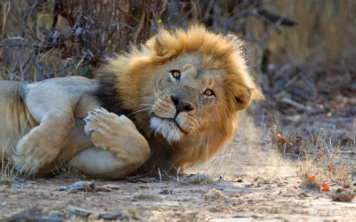 African Liom (Panthera leo) - Male, Kruger National Park, South Africa.