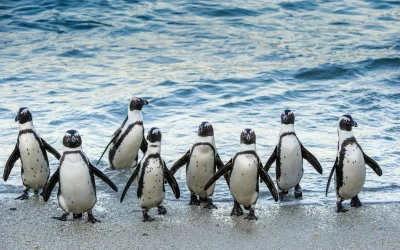 African penguins walk out of the ocean on the sandy beach.