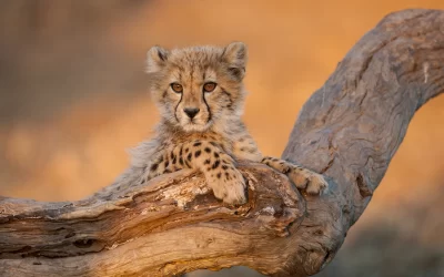 Baby cheetah in Kruger Park South Africa