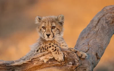 Baby cheetah with big eyes portrait sitting on a dead log in Kruger Park South Africa