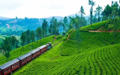 Beautiful train ride in the world, Famous Nuwara Eliya-Ella Train, route on forest,