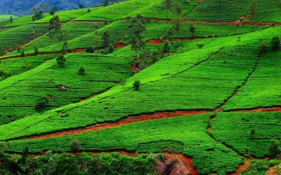 Fields of tea. Plantation in Sri Lanka.