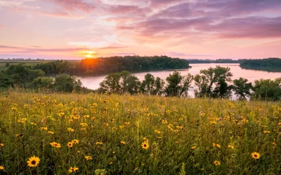 Minnesota Fiori estivi