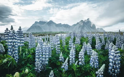 Stokksnes cape, Vestrahorn