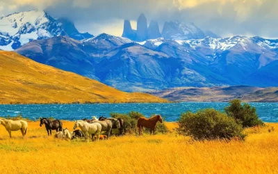 Magic light of sunset. Rocks Torres del Paine visible among the clouds. Herd of mustangs on the shore of Laguna Azul