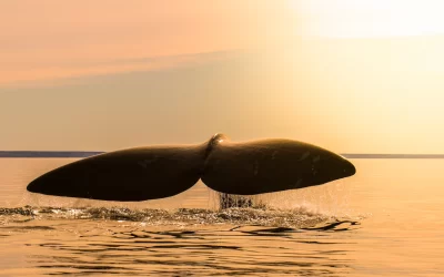 Whale tail in Peninsula Valdes,, Patagonia, Argentina