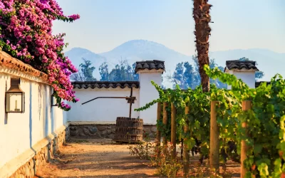 Winery, Maipo valley, the area around Santiago de Chile.