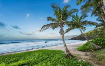 beach with palm tree reunion island