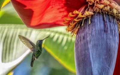 bird flight sucking nectar from a flowering baboon tree. Colombia