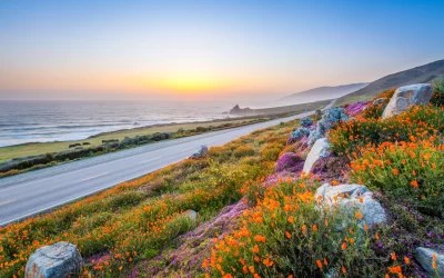 wild flowers and California coastline in Big Sur at sunset